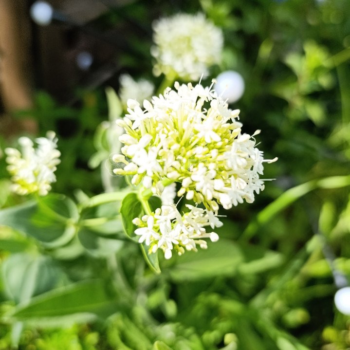 Valériane blanche, Centranthus ruber albus image
